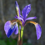 Iris flower whose roots are used to make Orris Fragrance oil