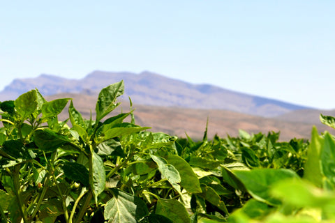 Hatch Valley New Mexico, Hatch Green Chile Growing 