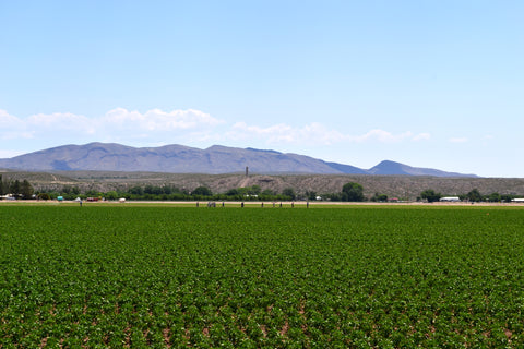 Hatch Valley New Mexico, Hatch Chile Peppers growing 