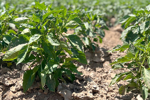 Hatch Valley, new mexico, Hatch green chile, Hatch Chile Plants