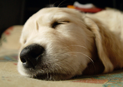 Labrador Sleeping 3D Postcard