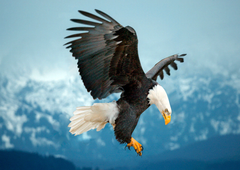 eagle 3D postcard
