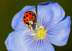 lady bug on flower postcard