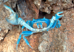 blue crab 3D postcard