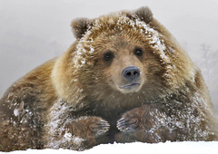 grizzly bear 3D postcard