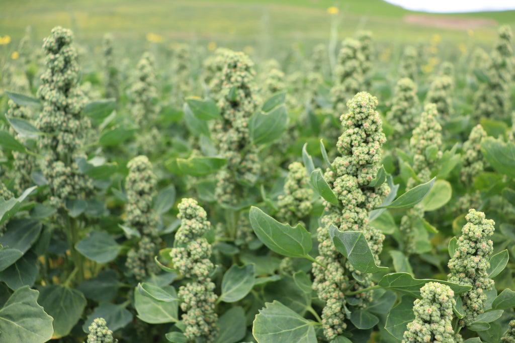 Kiwi Quinoa