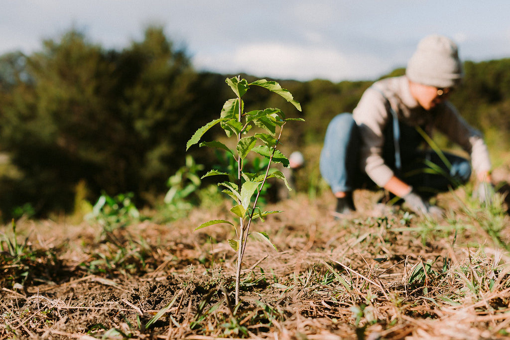 GoodFor Planting Trees