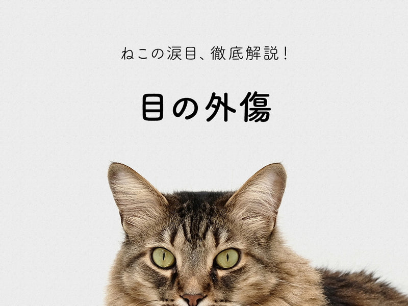 目の外傷 ねこの涙目 考えられる病気とは ねことの暮らし ねこの健康管理 ねこの病気 And More Toletta Cats トレッタキャッツ Toletta Times Blog