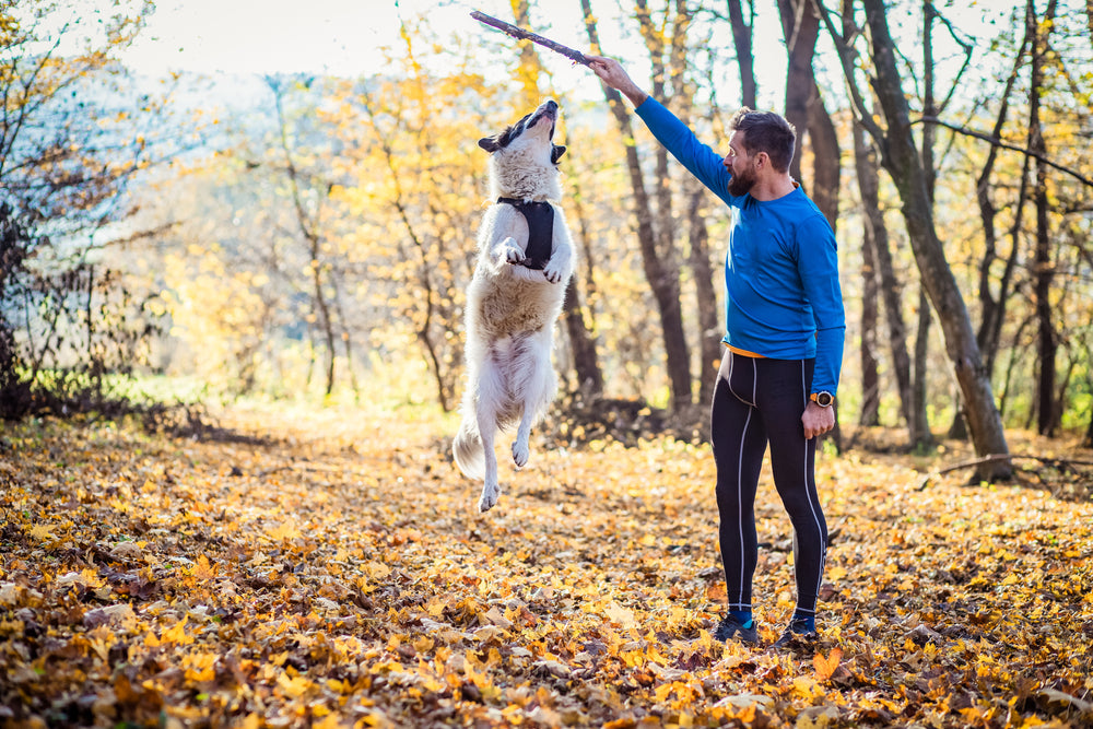 dog and man playing in autumn forest
