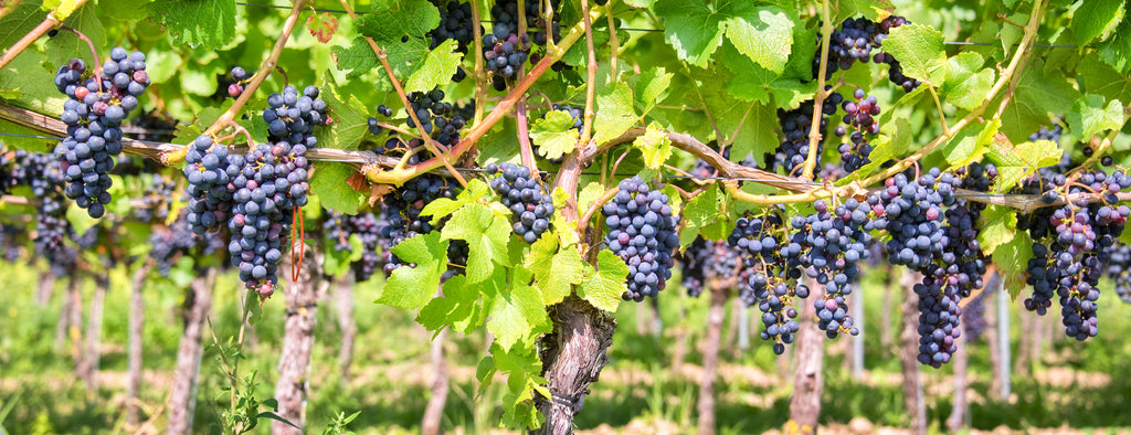 FRENCH RED WINE GRAPES