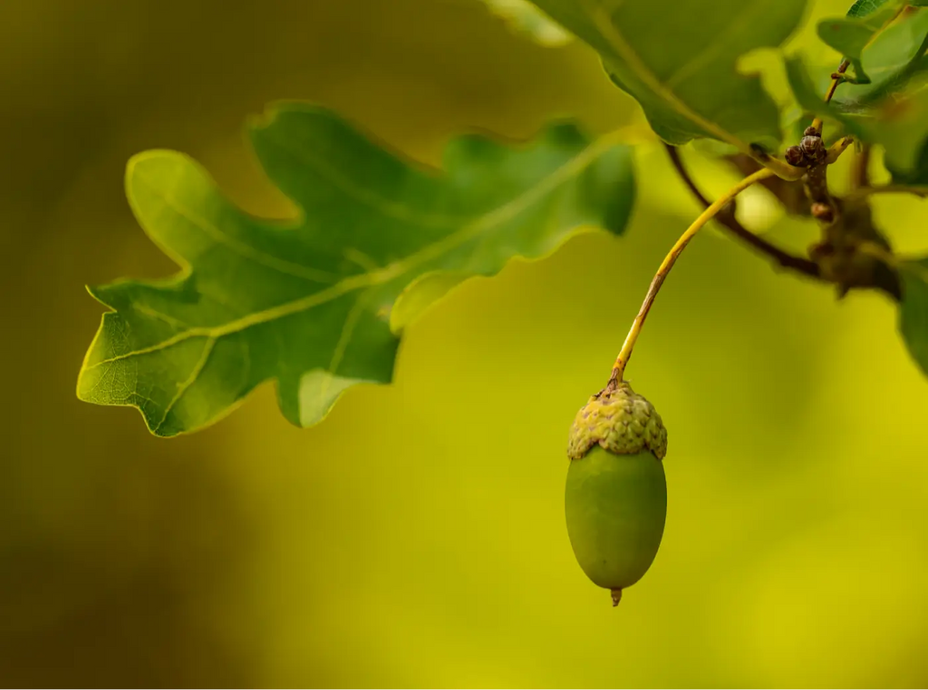 oak leaves with an acorn on the end