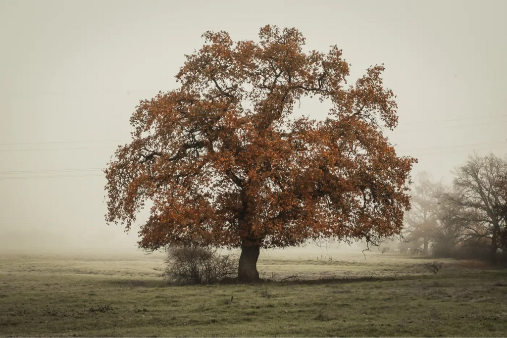 Old oak tree in the middle of a field with fog in the background