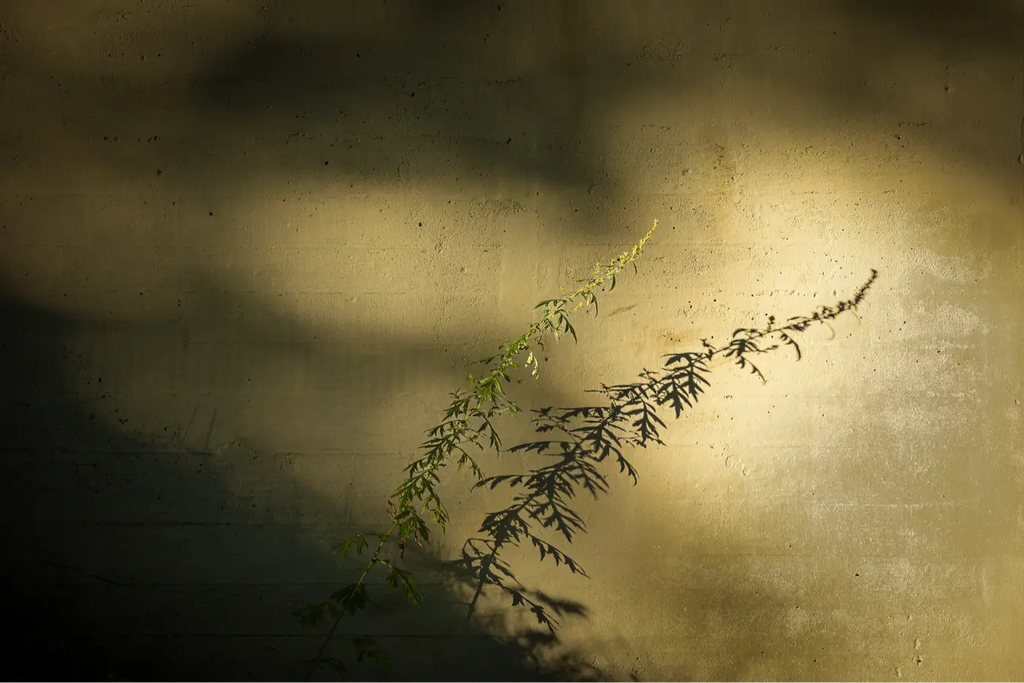 Single grass in front of a light wall