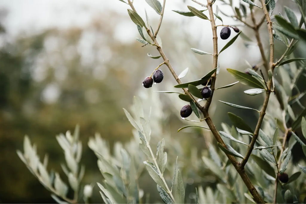 olive leaves with olives that have grown at the end of the branches