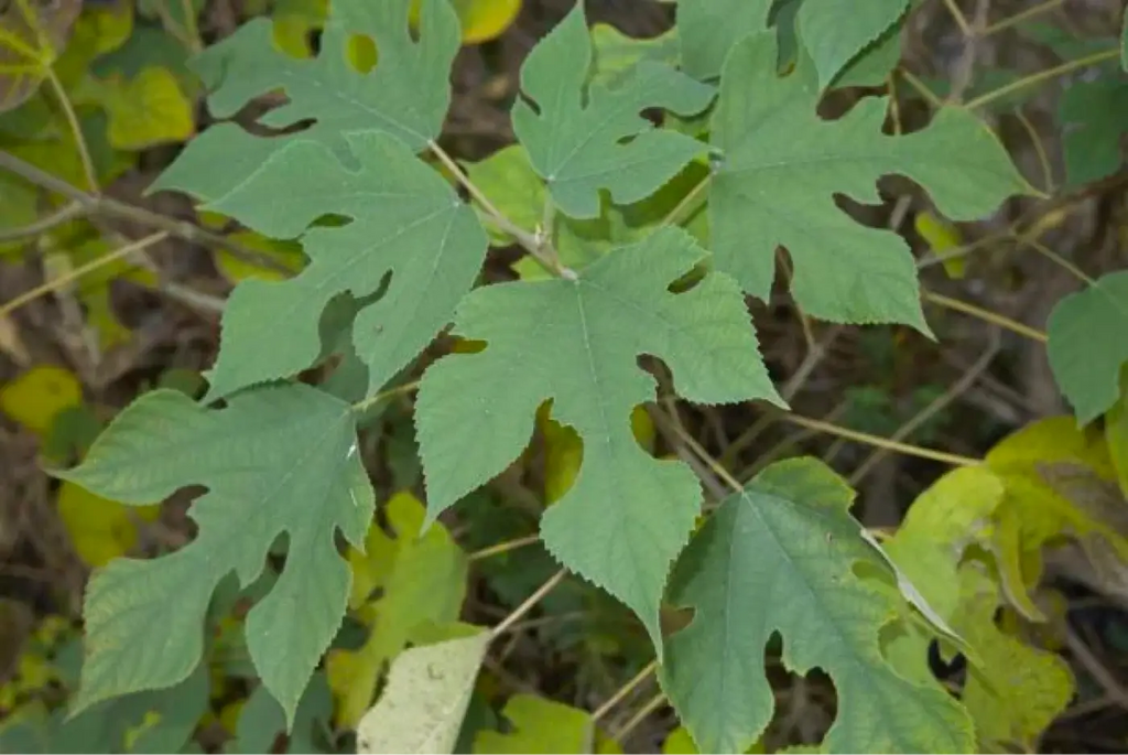 tapa leaves, a tree that causes pollen allergies