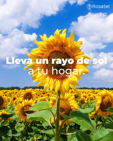 GIRASOLES