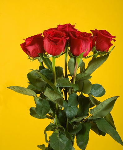 ROSAS ROJAS