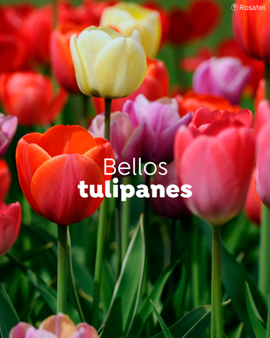 tulipanes