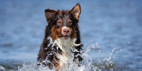 Australian Shepard im Wasser springend 