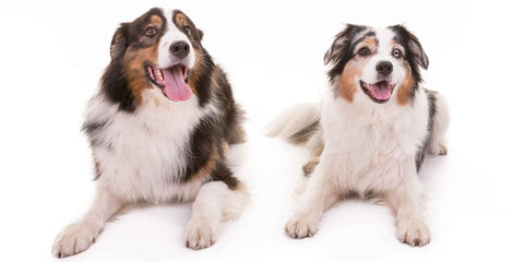 Australian Shepard Rassenporträt Aussehen 