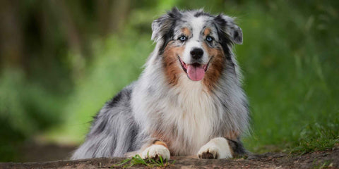 Australian Shepard Hund helle Fellfärbung liegend fotografiert 