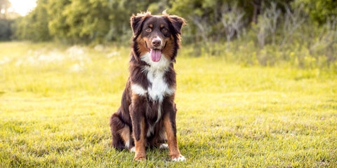 Australian Shepard Rassenporträt Foto Hund sitzend Natur 