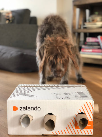 Hund schnüffelt an einer Schnüffelbox