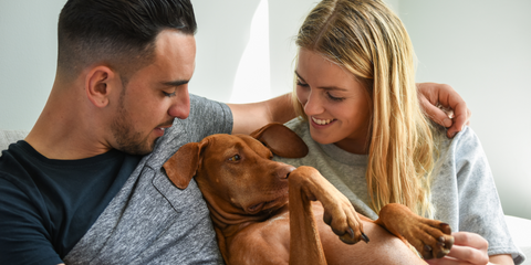 Magyar Vizsla auf dem Sofa mit seinen Herrchen und Frauchen beim Kuscheln 