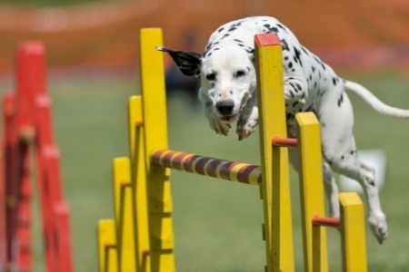 Dalmatiner bei Hundesport, der über eine Hürde springt 