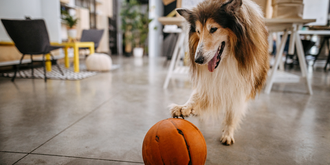 Hund spielt mit einem Ball im Büro