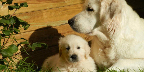 Hundeentwicklung 2 Phase Labrador Welpen mit offenen Augen 