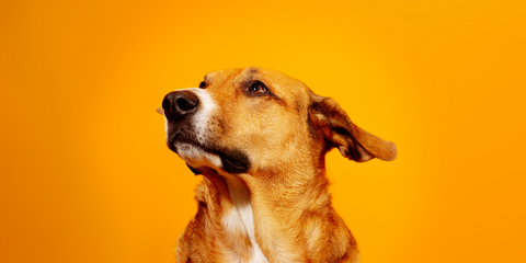 HUndemanem unisex Hunde vor orangenem Hintergrund 