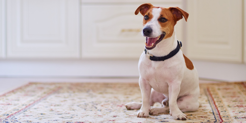 Jack Russell in einer Wohnung 