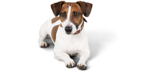Jack Russell Terrier Aussehen 