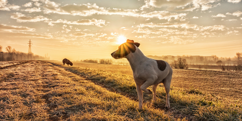 Jack Russell Terrier vorm Sonnenuntergang