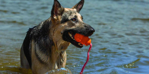Hunde Wurfspielzeug auch fürs Wasser geeignet 