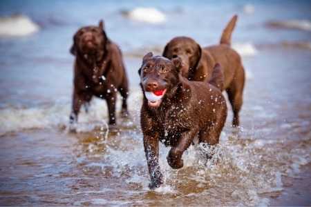 Labrador im Wasser beim artgerechten Spielen 