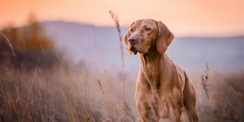 Magyar Vizsla im Feld fotografiert 