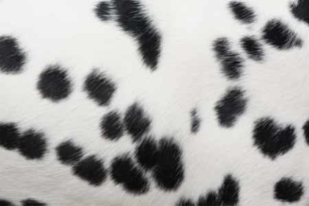 Dalmatiner Fell in der Nahaufnahme