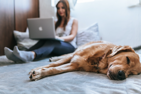 Hund liegt bei Frauchen und schläft. Frauchen arbeitet.