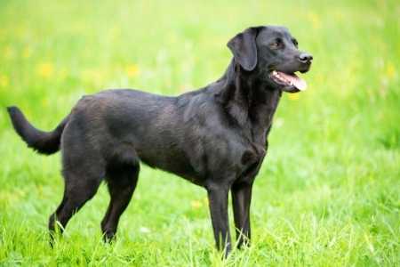 schwarzer Labrador seitenansicht 