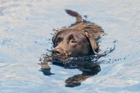 Labrador schwimmend im Wasser 