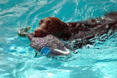 Labrador im Wasser mit einer Apportier Ente 