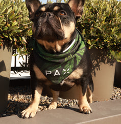 PAX Pet Bandanna