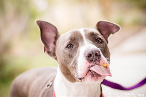 dog licking peanut butter from mouth