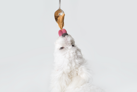 dog licking peanut butter off of spoon