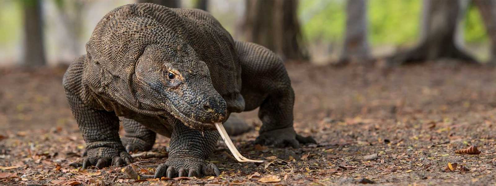 Komodo dragon hunting