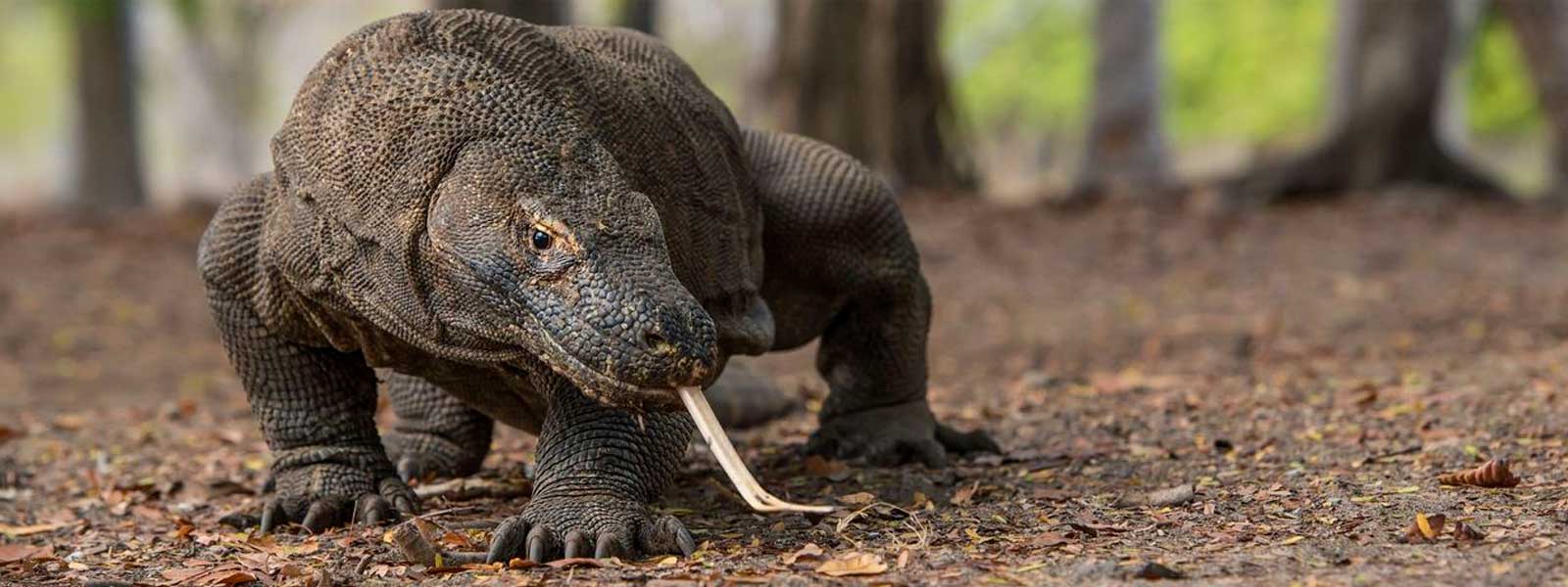 Dragon de Komodo chasse