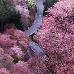 windy road through cherry blossom trees