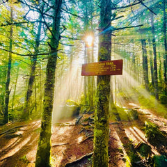 sun peeking through trees on the Appalachian Trail. 